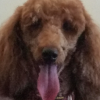 Gold Star Avatar