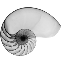 Irtiqa Technologies Avatar