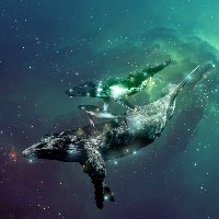 The Media Whales Avatar