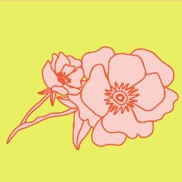 Blush and Poppy Studio Avatar