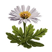 Edelweiss Avatar