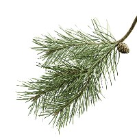 Pine Tree Business Services Avatar