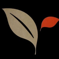 Visionary Code Avatar