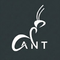 Grey Ant