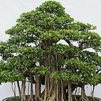 Tech Ficus